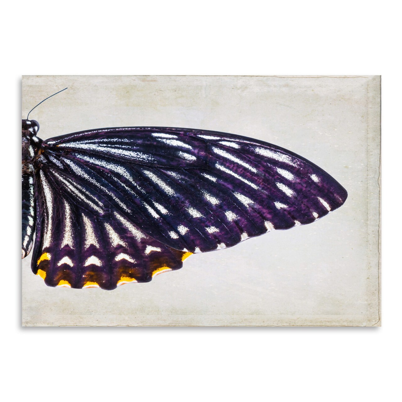 Purple Butterfly Ii by Chaos &#x26; Wonder Design  Poster Art Print - Americanflat